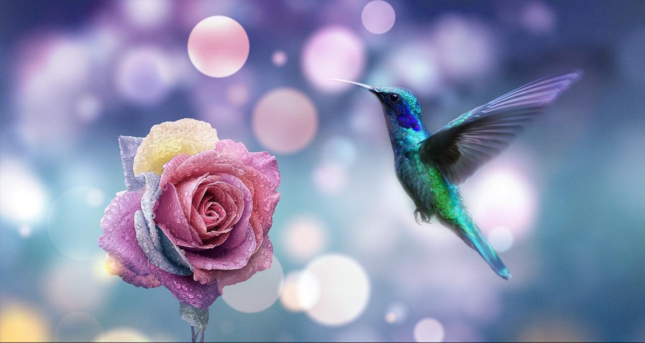 flower, rose, hummingbird-7052292.jpg